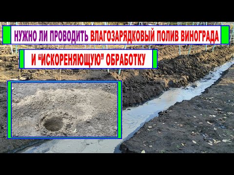 Видео: 🍇 Влагозарядковый ПОЛИВ ВИНОГРАДА и "ИСКОРЕНЯЮЩАЯ" обработка винограда. Нужно ли их проводить?