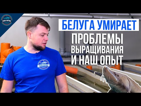Видео: Белуга умирает. Проблемы выращивания и наш опыт