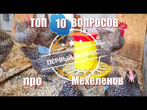 Видео: ТОП 10 ВОПРОСОВ по Мехеленской кукушке!