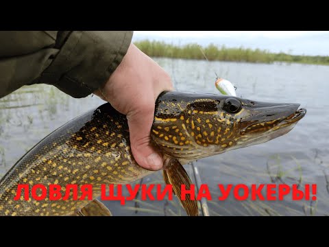 Видео: Рыбалка на Ковенском карьере. Ловля щуки на уокеры.