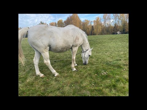 Видео: Новости на хозяйстве