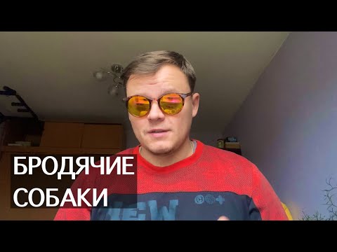 Видео: Бездомные собаки нападают на людей | Бродячие собаки, что делать
