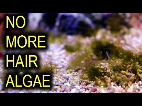 Видео: Как избавиться от водорослей на волосах раз и навсегда