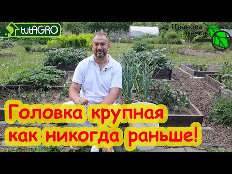 Видео: ПОДКОРМКА ЧЕСНОКА НА КРУПНУЮ ГОЛОВКУ ПОСЛЕ УДАЛЕНИЯ СТРЕЛКИ. Чеснок будет крепкий, лежкий, вкусный.