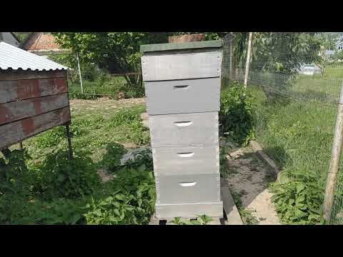 Видео: фіаско! терміново качаєм!#бджоли #мед #пасіка