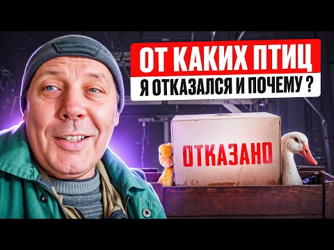 Видео: Мой птичий бизнес в Сибири: почему я завел этих пернатых🐓🐦🦃От каких отказался и почему #МоеПодворье