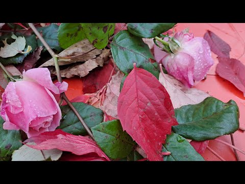 Видео: ТИХАЯ ИСТЕРИКА: СИНИЙ ПЛАТОЧЕК(9)