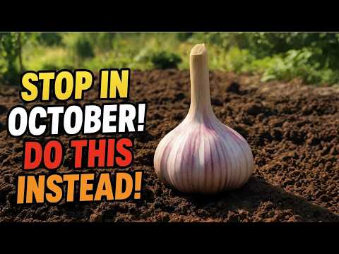 Видео: Перестаньте сажать чеснок в октябре — сделайте вместо этого ЭТО!