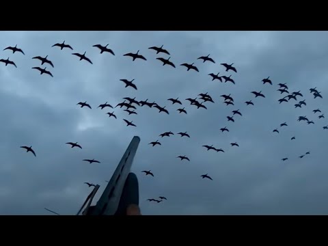 Видео: Охота на гуся/Сколько мяса в гусе ?