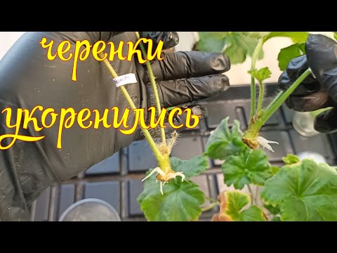Видео: #пеларгония#первые корешки#пересадка
