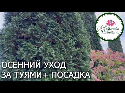 Видео: Осенний уход за туями + посадка