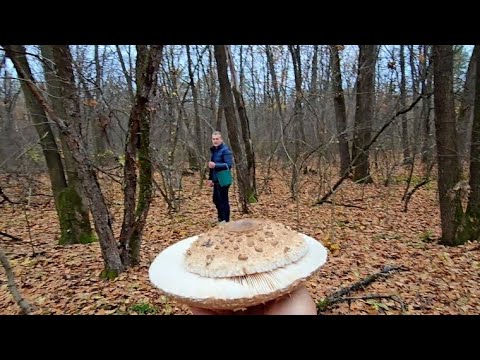 Видео: 6 ноября 2025 г. Поиски грибов в дубовой роще) что нашли?)