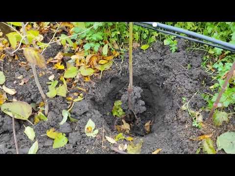 Видео: Персик: посадка однорічного саджанця