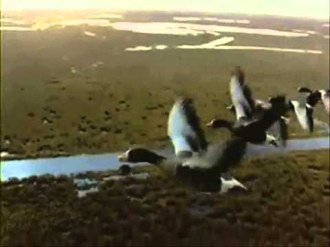 Видео: кыр казлары артыннан...