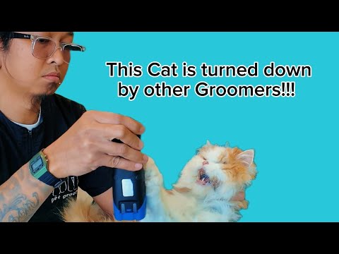 Видео: Кот, от которого отказались многие грумеры!!! 15-летний кот.