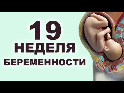 Видео: Что происходит с мамой и ребенком на 19 неделе беременности? 5 месяц беременности. Второй триместр.