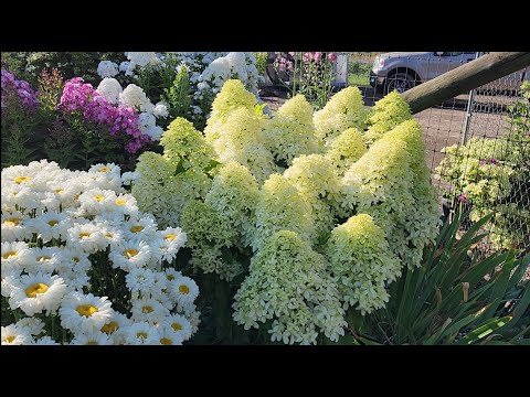 Видео: Прогулка по саду 19 июля 2024.