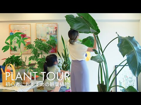 Видео: Рекомендуемые комнатные растения для начинающих