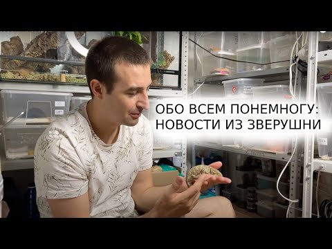 Видео: Новости из зверушни