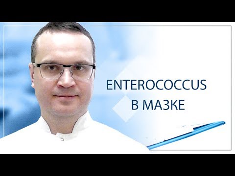 Видео: Enterococcus в мазке