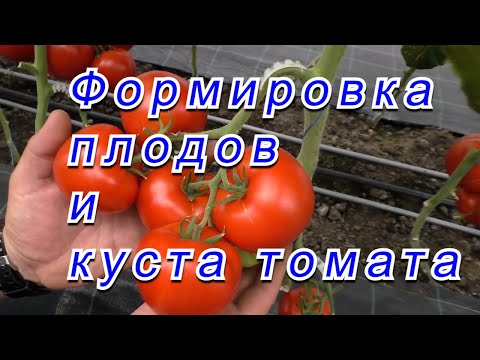 Видео: Два листа на томате, которые никогда не нужно удалять. Формировка томата.