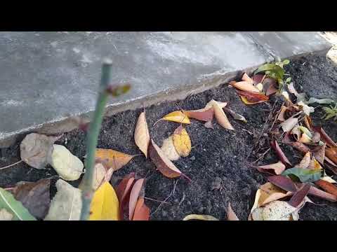 Видео:  Навела порядок , посадила лук.