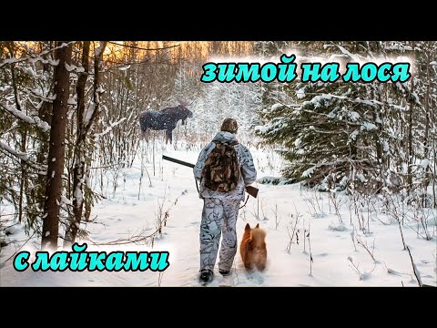 Видео: Зимняя охота на лося с лайками - трудовой день