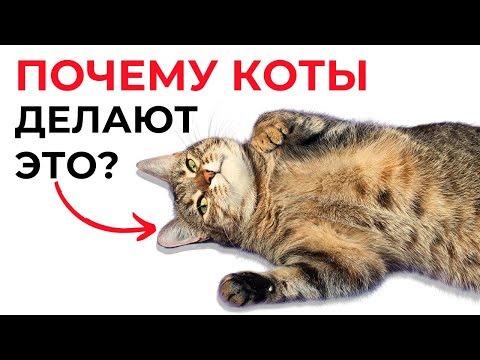 Видео: Вот почему КОШКА ЛОЖИТСЯ на СПИНУ при виде вас. Секрет раскрыт