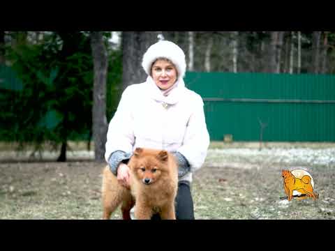 Видео: ЩЕНКИ КАРЕЛО-ФИНСКОЙ ЛАЙКИ в январе 2025 :: PUPPIES of FINNISH SPITZ in January 2025