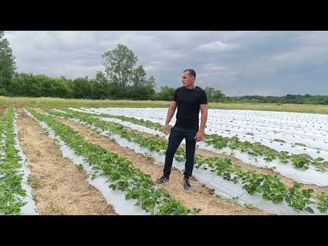 Видео: уходные работы за растениями клубники после плодоношения