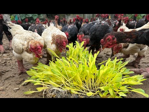 Видео: 270 дней выращивания курицы породы «Дракон» и как готовить корм и предотвращать болезни курицы поро