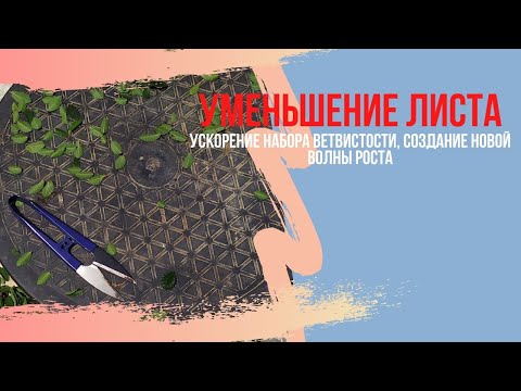 Видео: Как уменьшить размер листьев у бонсай и сделать больше новых побегов?