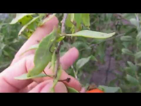 Видео: МАСТЕР - КЛАСС  "ОСЕННЯЯ ОБРЕЗКА ЯГОДЫ ГОДЖИ".