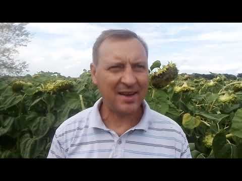 Видео: размножение линии подсолнечника 2А удаленный закрепитель