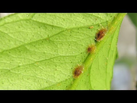 Видео: Самый простой способ уничтожить тлю, щитовку, трипсов на комнатных цветах