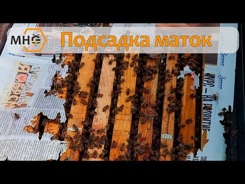 Видео: Как с вероятностью 99% подсадить матку? Наш способ