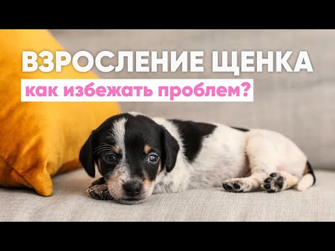 Видео: В вашей жизни появился ЩЕНОК🐾  Какие ПРОБЛЕМЫ могут возникнуть в воспитании и как их РЕШИТЬ✅