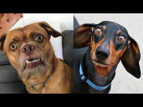 Видео: 30 МИНУТ 😭😂 Не могу перестать смотреть эти УМОРОСШИЕ СМЕШНЫЕ ПРОВАЛЫ СОБАК на TikTok! 🤪