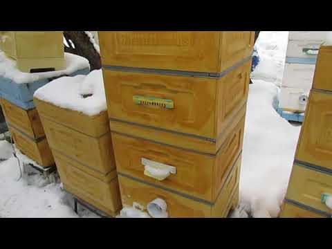 Видео: подкормка пчел сиропом в феврале - ответы на вопросы