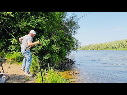 Видео: Риболовля на ляща🎣 на Десні в Погребах, друга спроба(ранкова).Червень 2025.