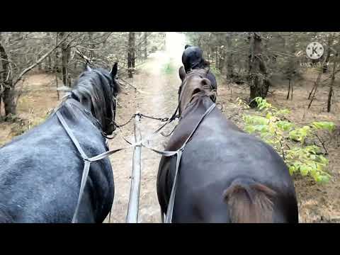 Видео: Принцип правильного управления лошадью...
