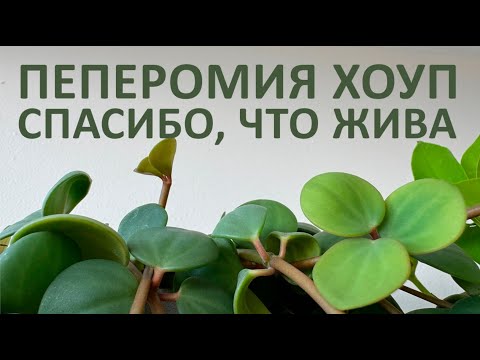 Видео: ПЕРЕСАЖИВАЮ ПЕПЕРОМИЮ ХОУП