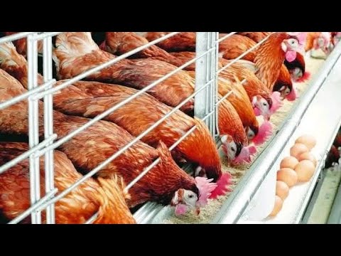 Видео: Фермаи  мурғи тухми  🐔🐔🐔