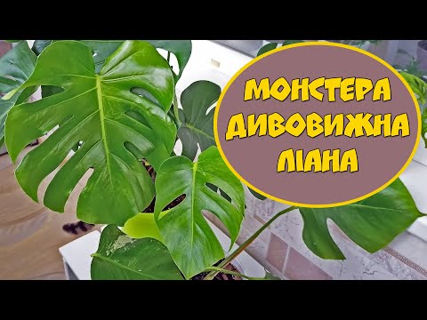 Видео: Монстера.  Дивовижна ліана