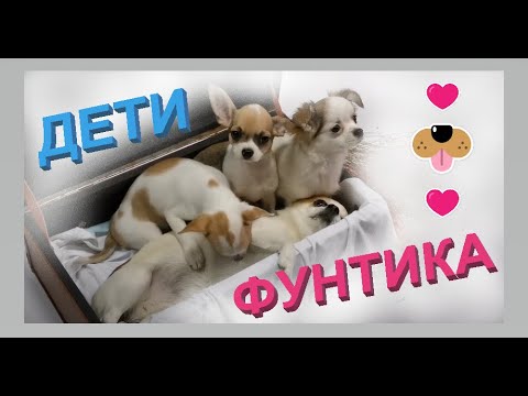 Видео: Встреча чихуахуа Фунтика с его детьми