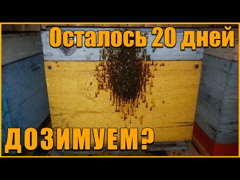 Видео: Зимовка пчёл 2022-2023. Пока держимся.