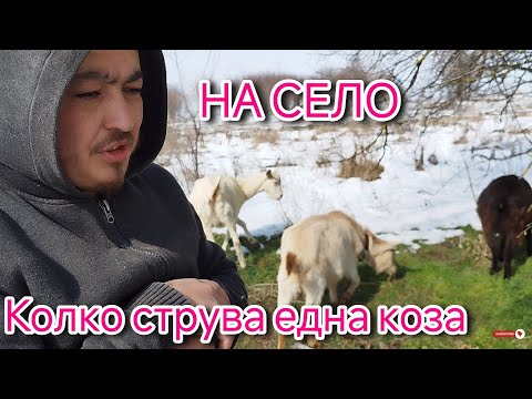 Видео: Колко струва една коза/живот на село