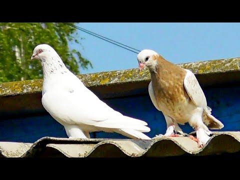 Видео: Парамиксовирус Летом? Как это? У известного Голубевода выкосило птицу! Почему ??