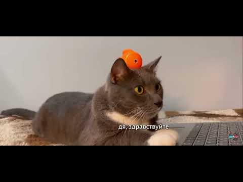 Видео: котинет 3 серия 2 сезон бябяблокс