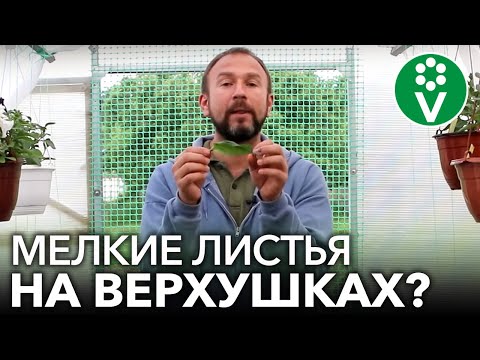 Видео: МЕЛЬЧАЮТ ВЕРХУШКИ ТОМАТОВ? Все полностью наладится, если их правильно подкормить!